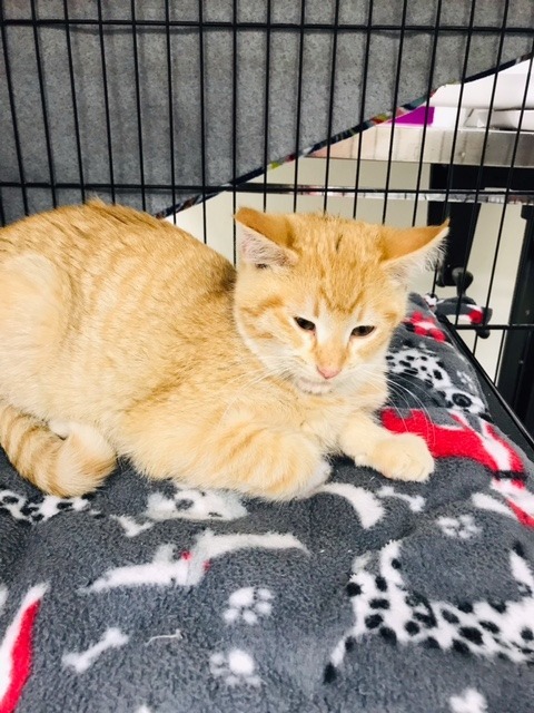 Cinnamon, an adoptable Domestic Short Hair in Redwood Falls, MN, 56283 | Photo Image 3