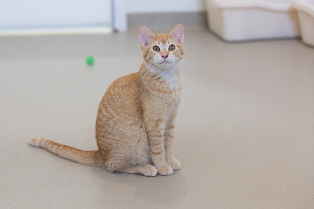 Cinnamon, an adoptable Domestic Short Hair in Redwood Falls, MN, 56283 | Photo Image 4