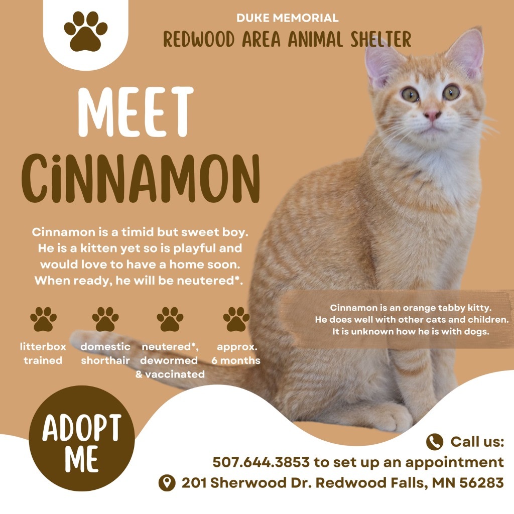 Cinnamon, an adoptable Domestic Short Hair in Redwood Falls, MN, 56283 | Photo Image 5
