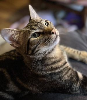 Bones 4067, Young Male Domestic Short Hair