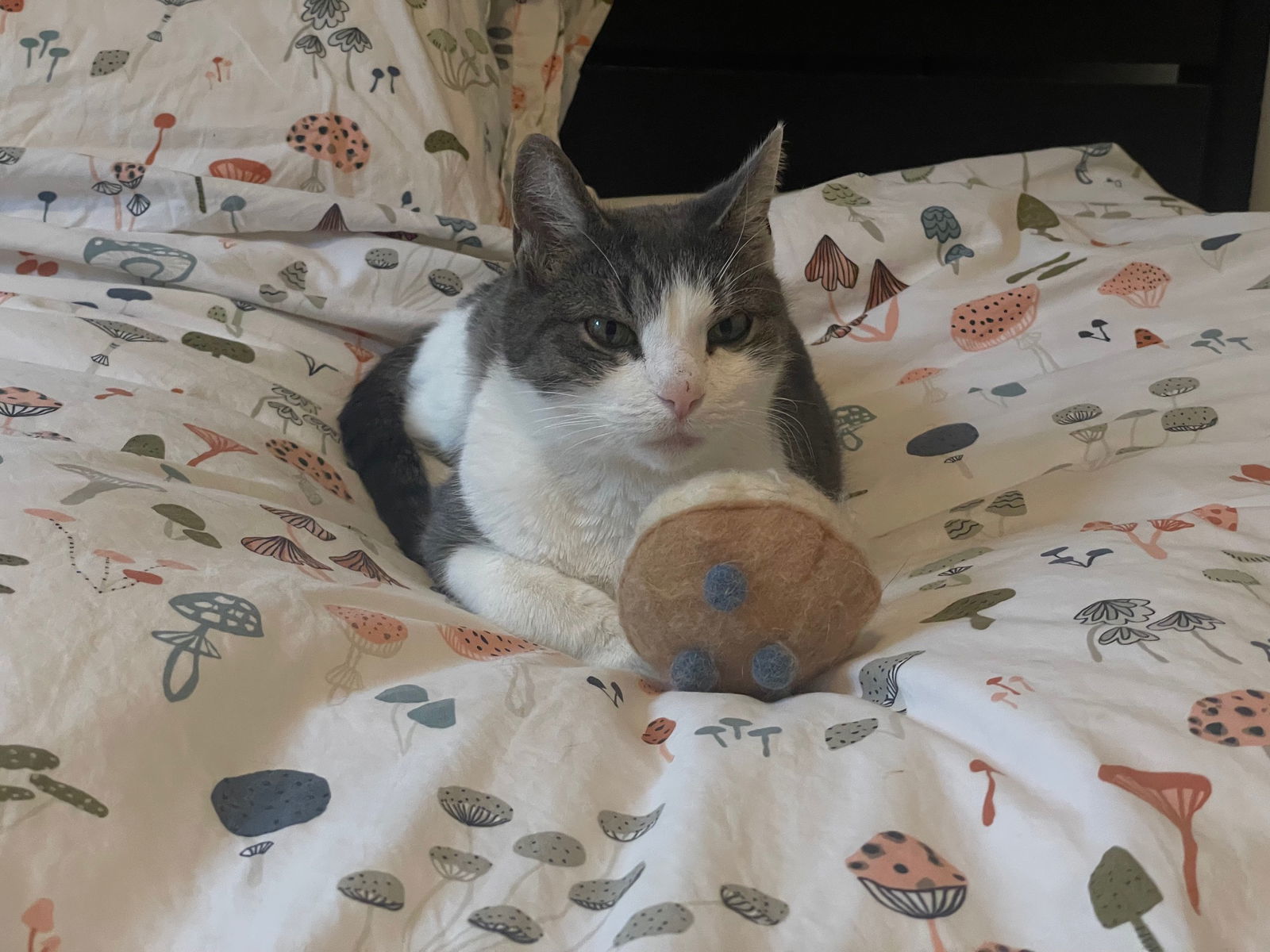 Mochi