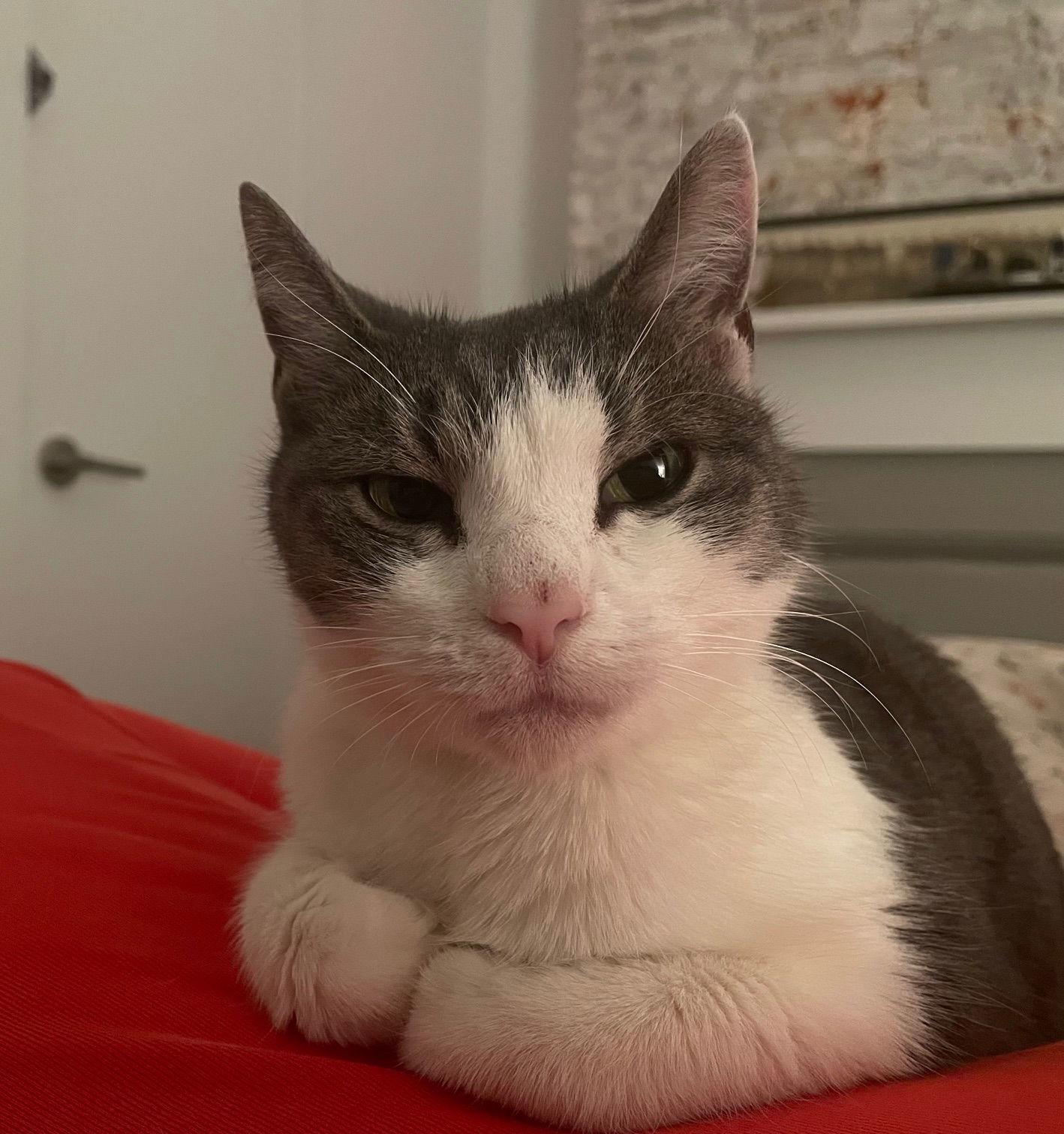 Mochi