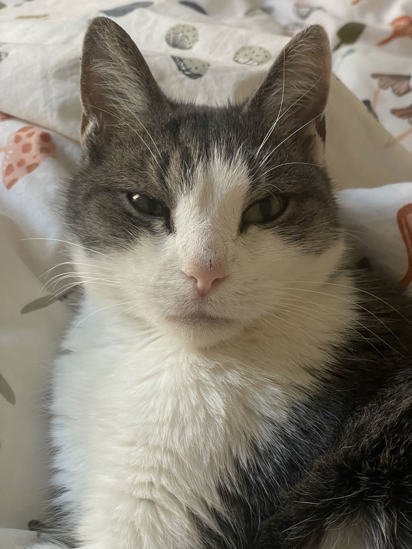 Mochi