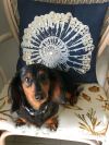 Annie photo 1