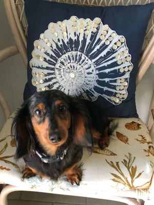 Annie, Young Female Dachshund