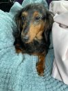 Annie photo 2