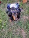 Annie photo 3