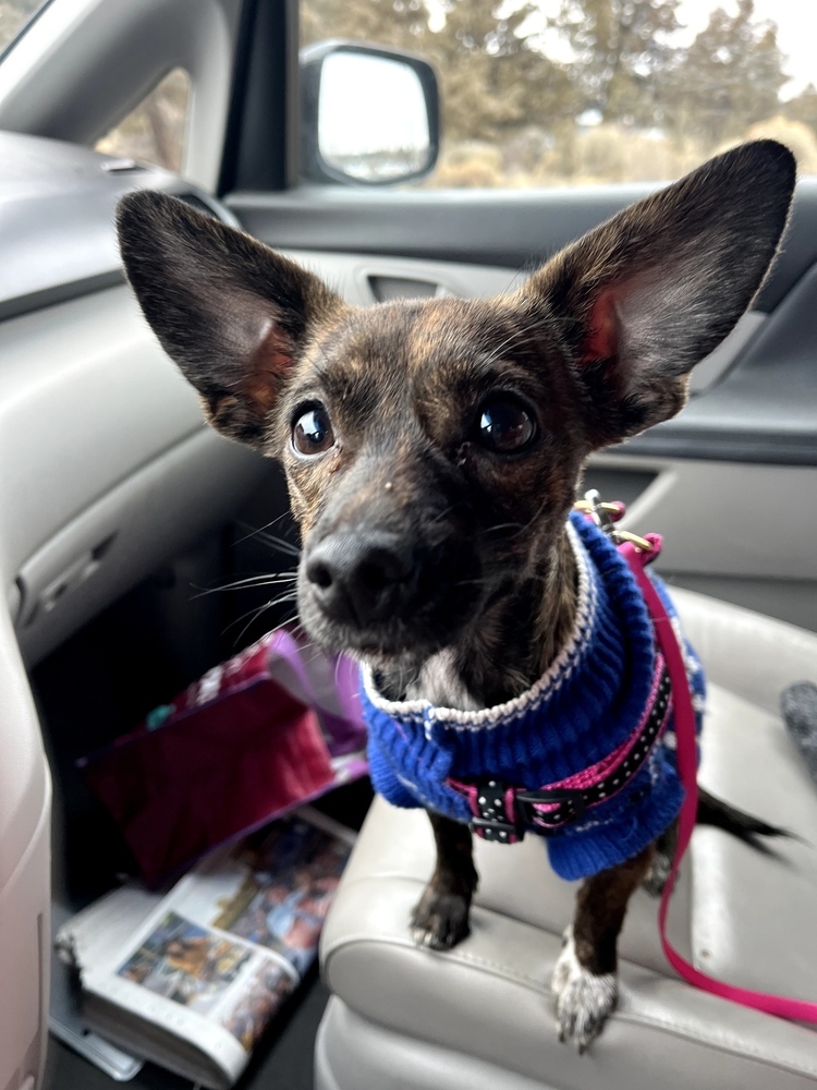 Kya, an adoptable Dachshund, Chihuahua in Bend, OR, 97701 | Photo Image 1