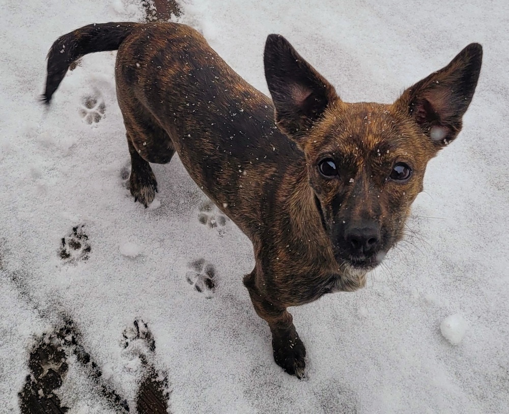 Kya, an adoptable Dachshund, Chihuahua in Bend, OR, 97701 | Photo Image 2