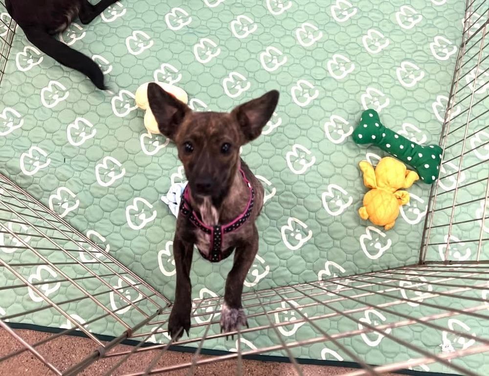 Kya, an adoptable Dachshund, Chihuahua in Bend, OR, 97701 | Photo Image 3