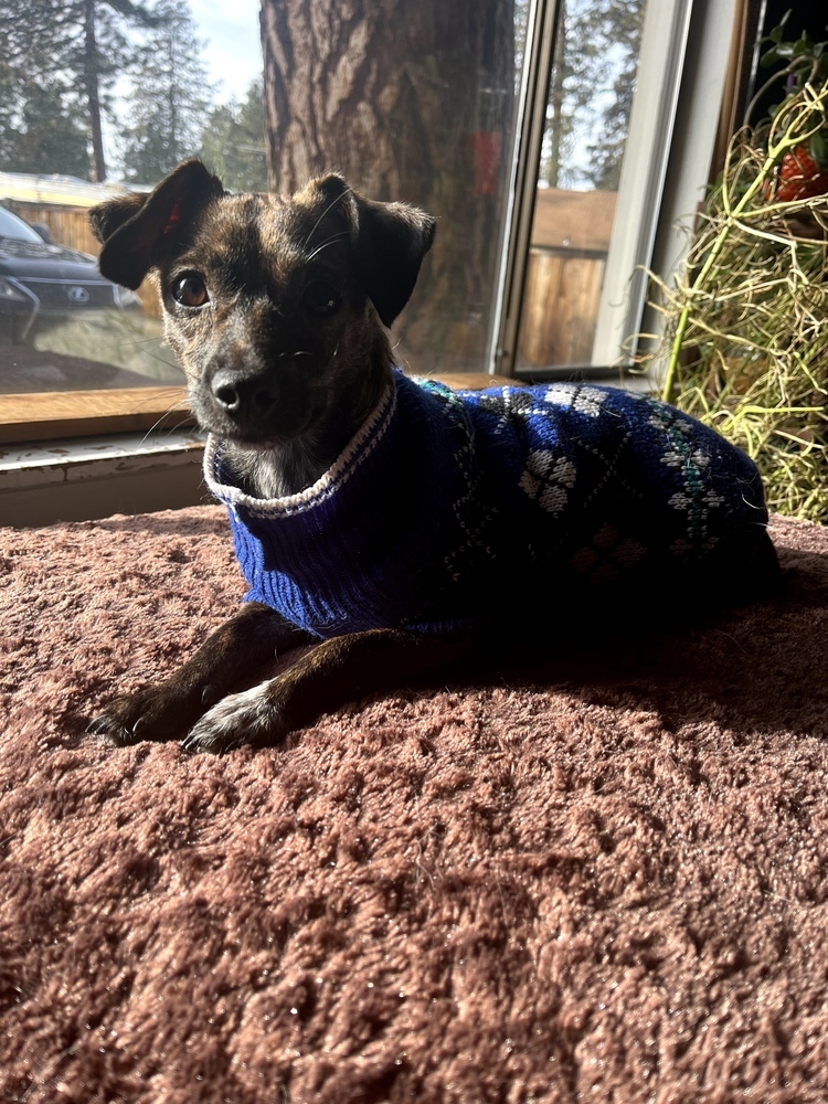 Kya, an adoptable Dachshund, Chihuahua in Bend, OR, 97701 | Photo Image 4