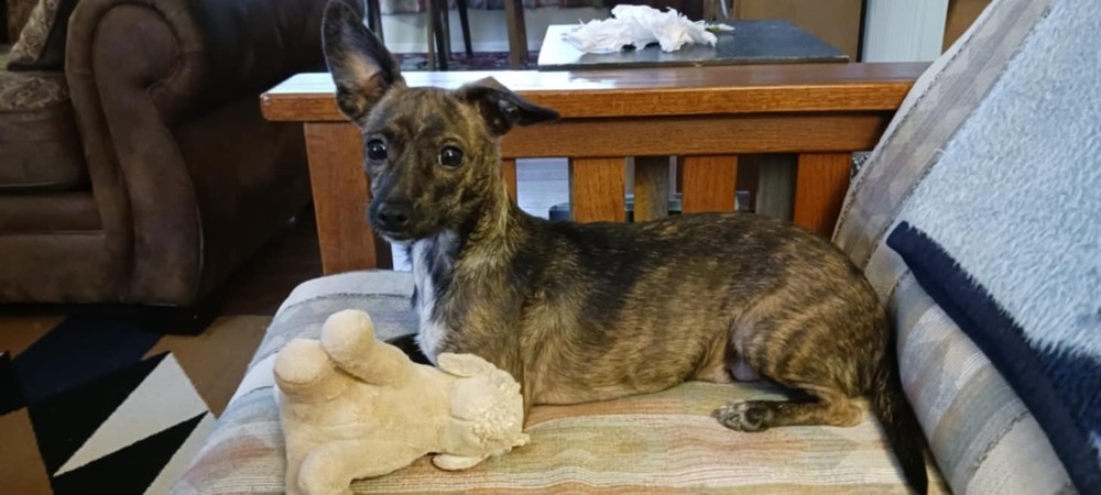 Kya, an adoptable Dachshund, Chihuahua in Bend, OR, 97701 | Photo Image 5
