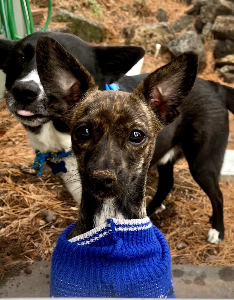 Kya, an adoptable Dachshund, Chihuahua in Bend, OR, 97701 | Photo Image 6