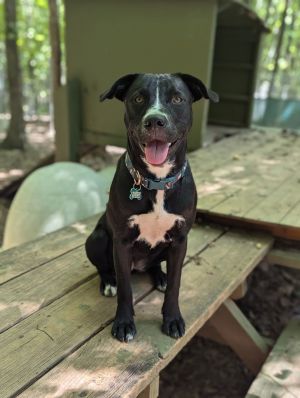 Meet Layla an exceptionally smart and friendly Labrador mix with an irresistible charm Born on Jan
