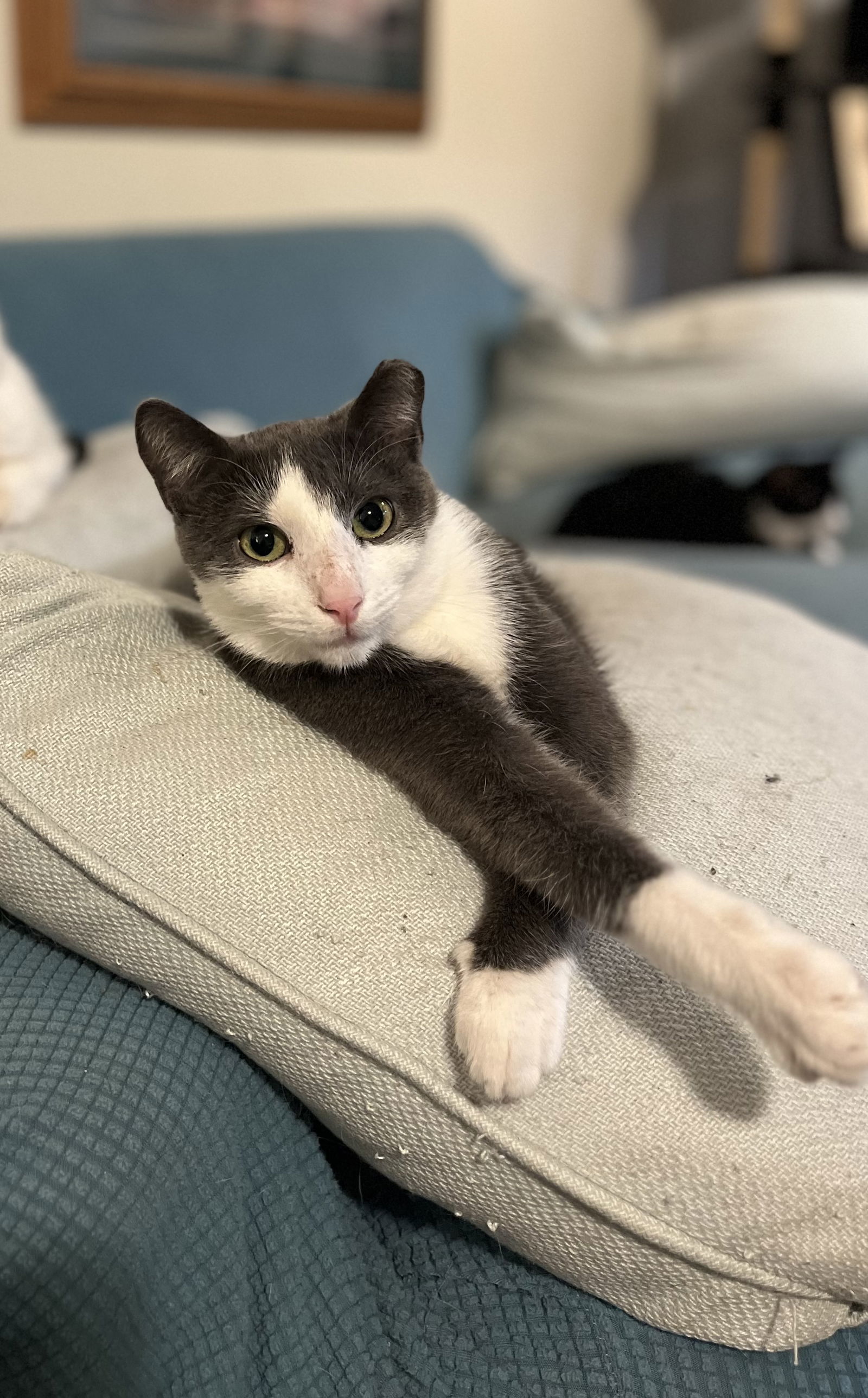 Finn, an adoptable Domestic Short Hair in Zimmerman, MN, 55398 | Photo Image 1