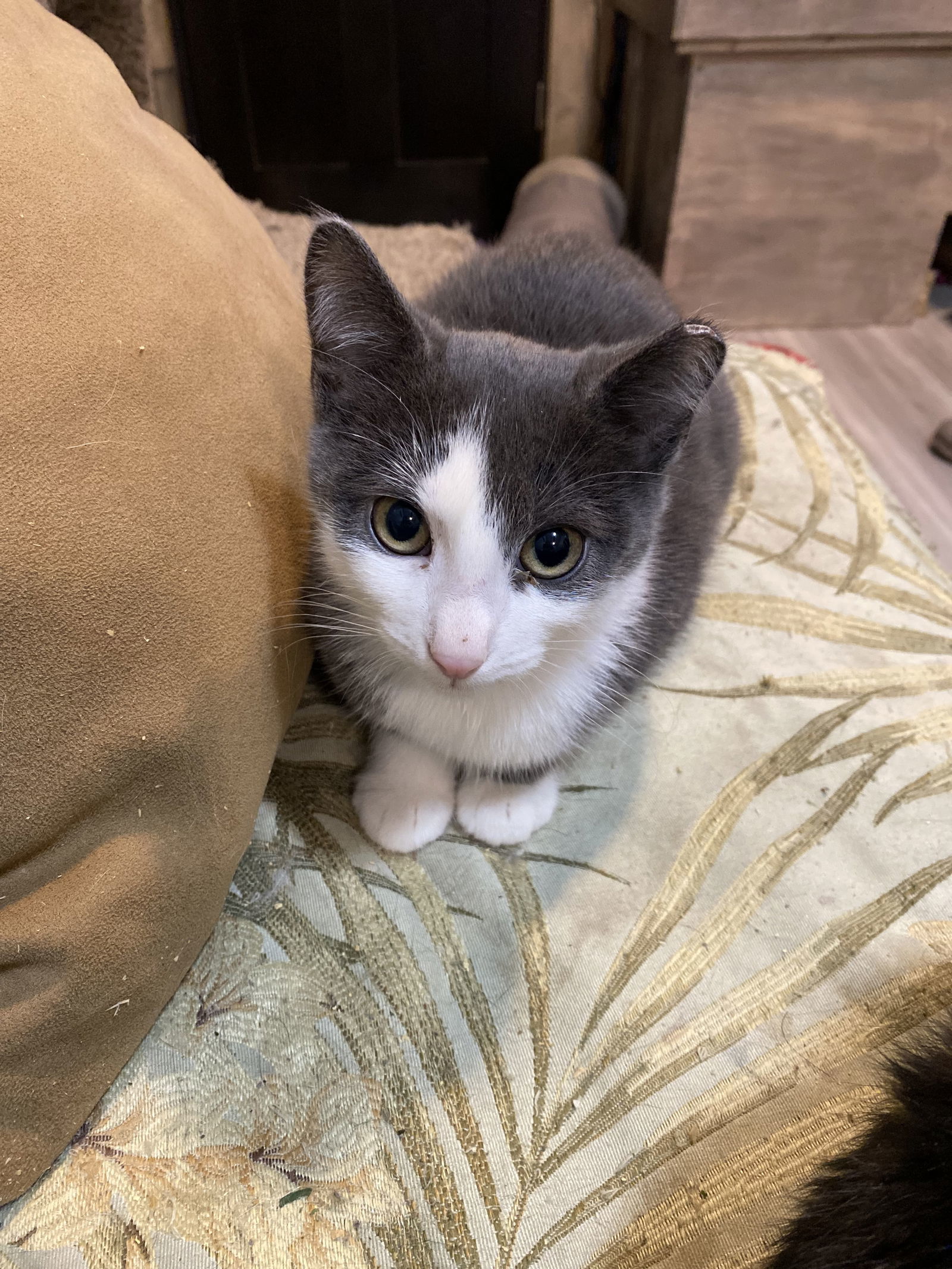 Finn, an adoptable Domestic Short Hair in Zimmerman, MN, 55398 | Photo Image 2