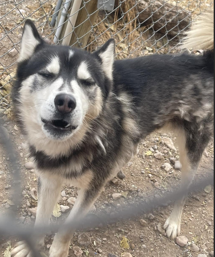 Blueboy, Redboy, Charlieboy, an adoptable Husky in Williamsburg, NM, 87942 | Photo Image 2