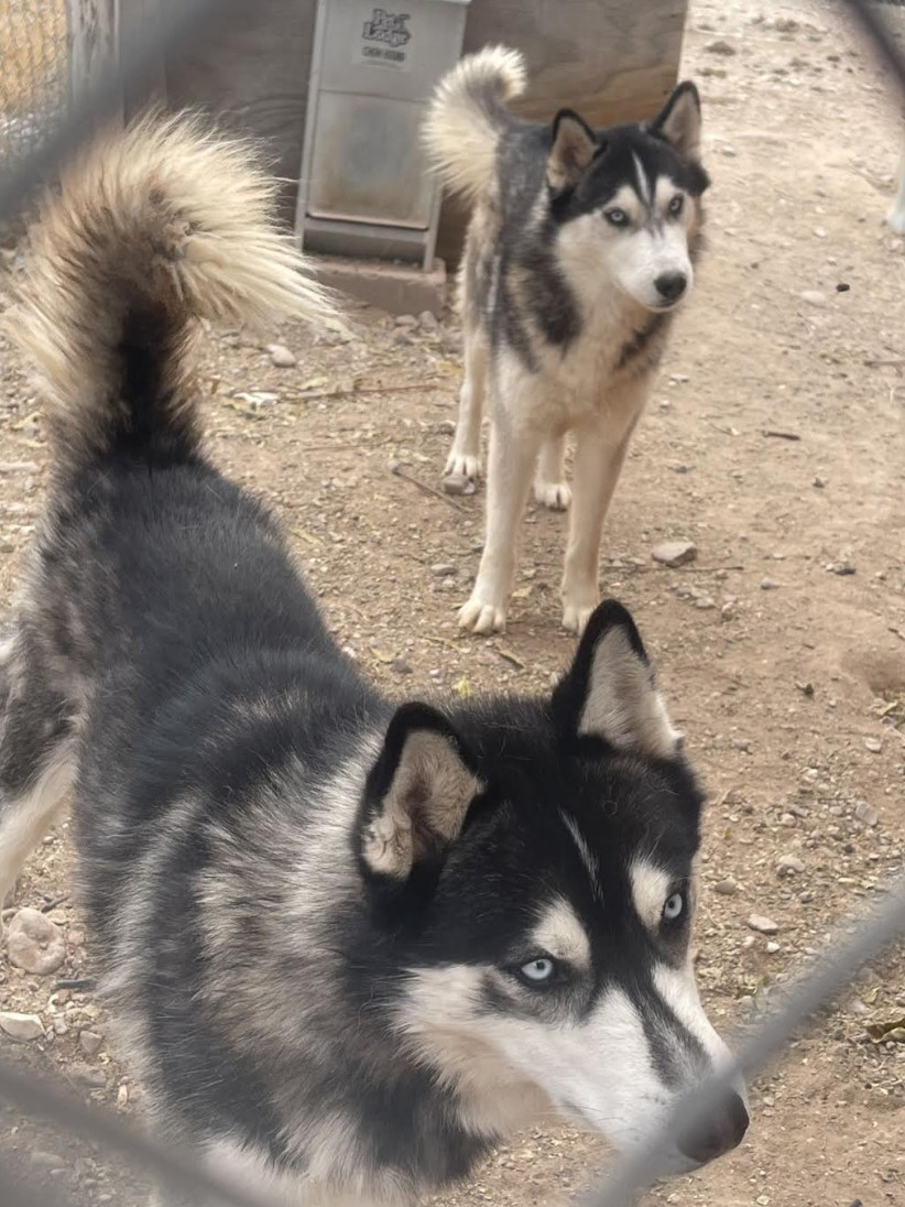 Blueboy, Redboy, Charlieboy, an adoptable Husky in Williamsburg, NM, 87942 | Photo Image 4