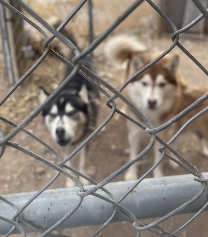 Blueboy, Redboy, Charlieboy, an adoptable Husky in Williamsburg, NM, 87942 | Photo Image 6