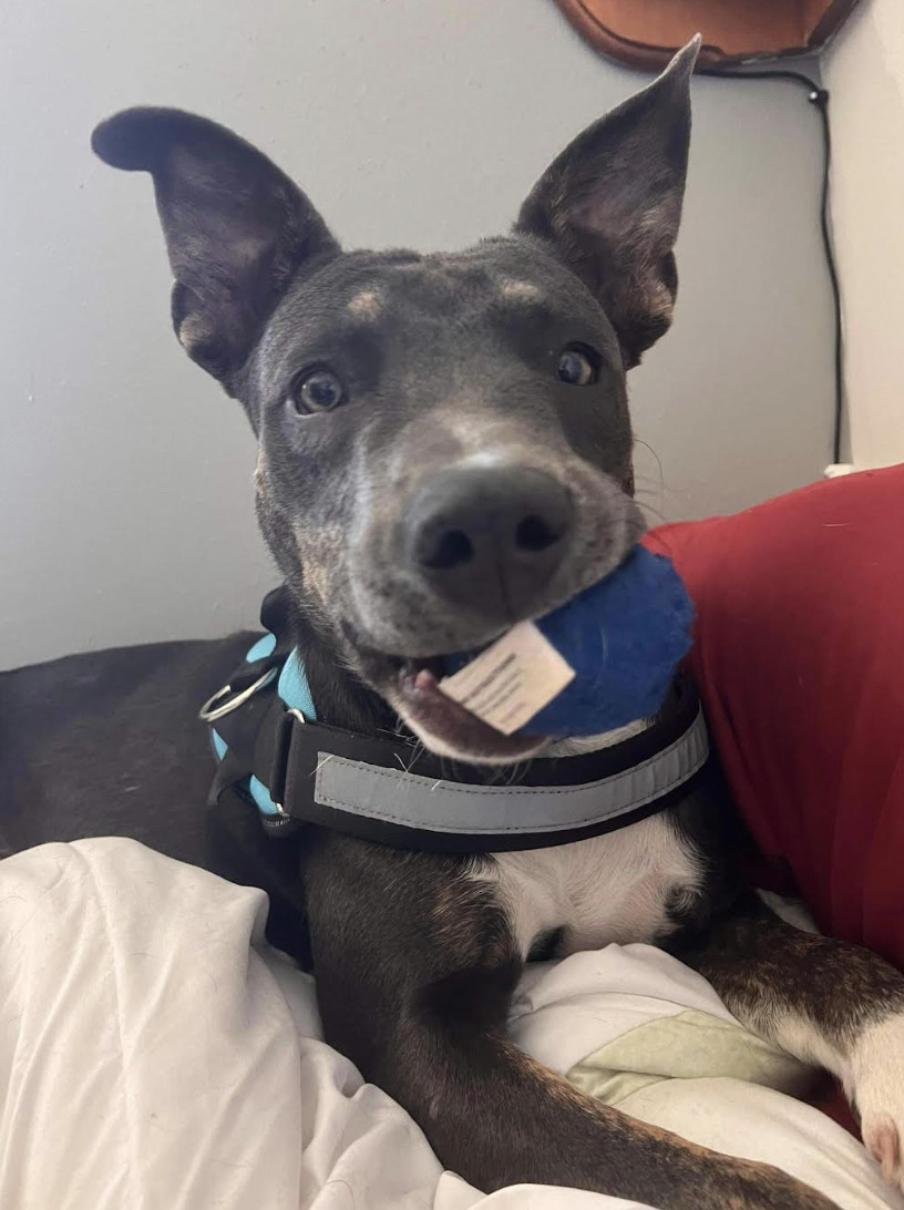 Zelda, an adoptable Australian Cattle Dog / Blue Heeler in Williamsburg, NM, 87942 | Photo Image 3