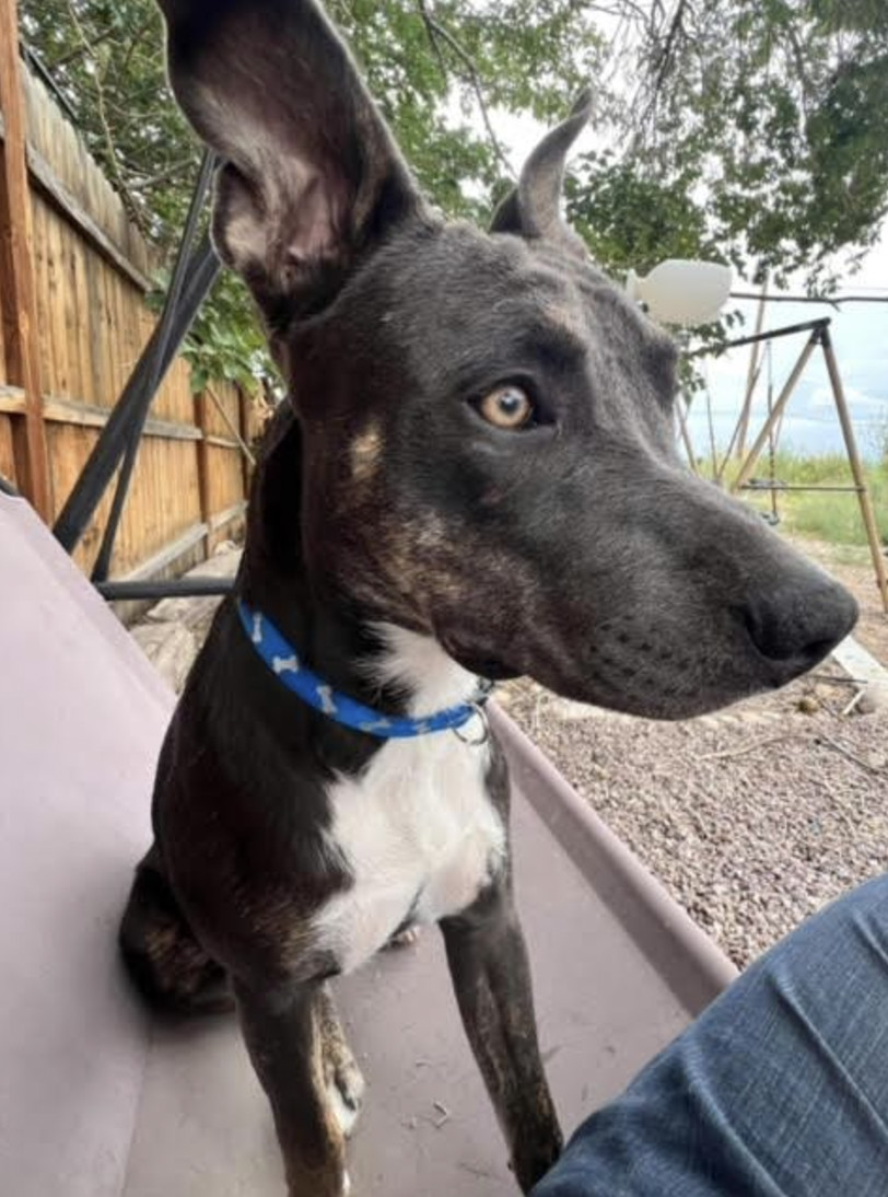 Zelda, an adoptable Australian Cattle Dog / Blue Heeler in Williamsburg, NM, 87942 | Photo Image 5