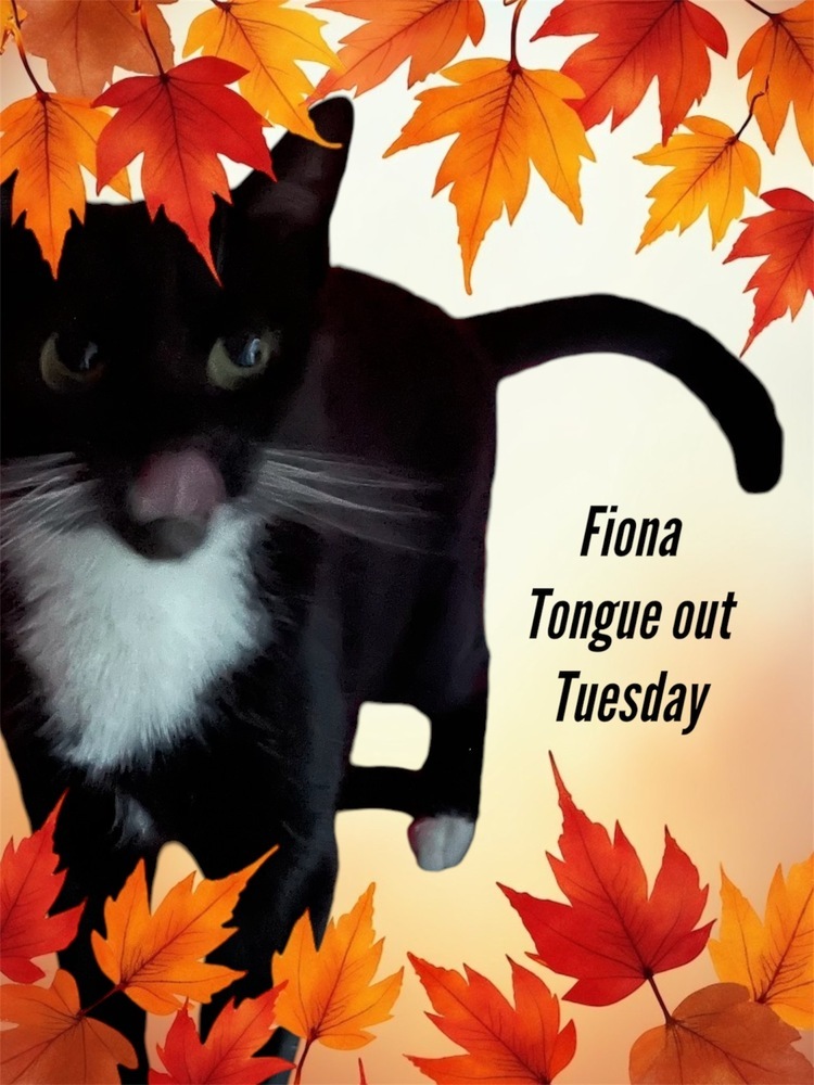Fiona Orchard