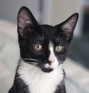 Percy, Baby Male American Shorthair