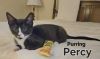 Percy photo 2