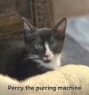 Percy photo 3