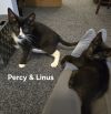 Percy photo 5