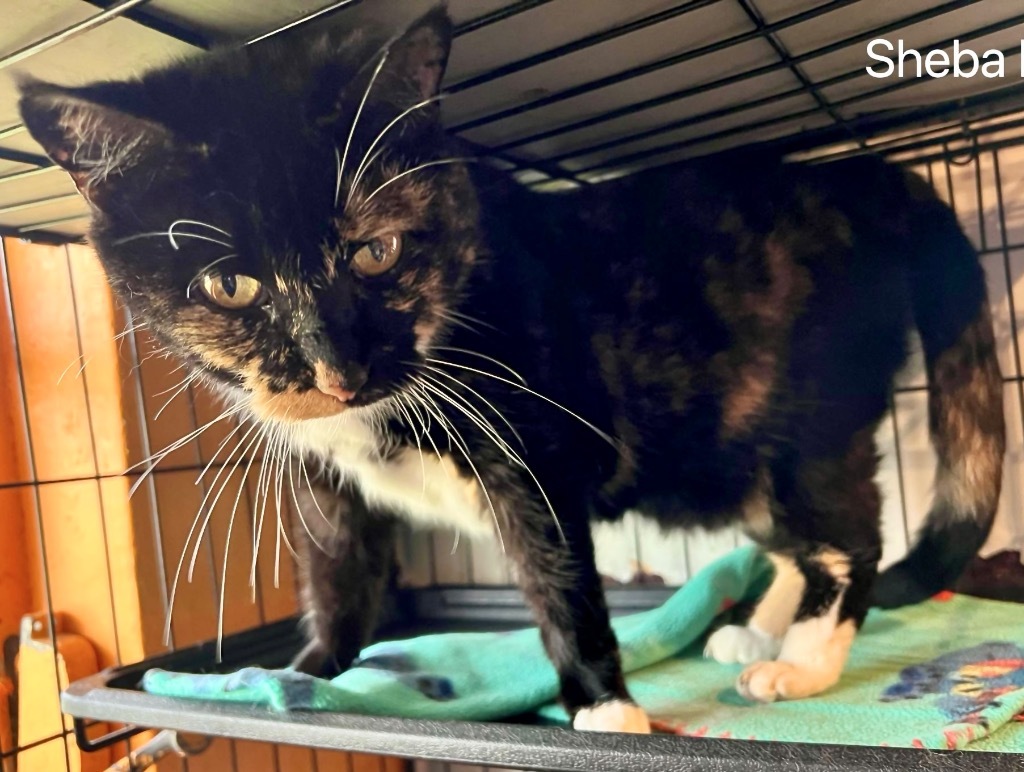 SHEBA, an adoptable Domestic Short Hair in Marianna, FL, 32447 | Photo Image 1