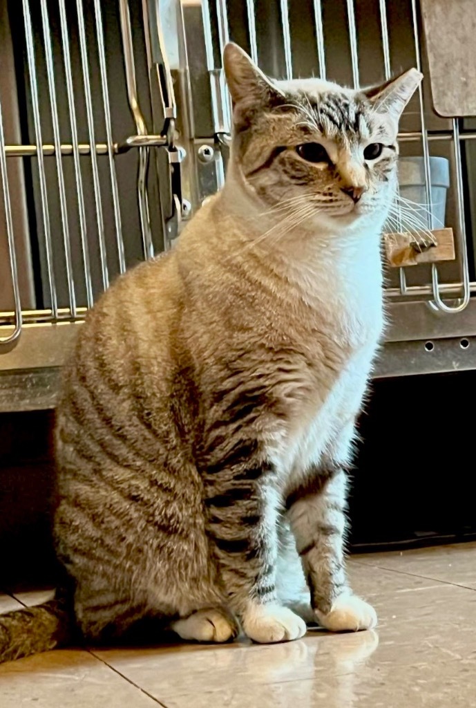 PERSIA, an adoptable Domestic Short Hair in Marianna, FL, 32447 | Photo Image 1