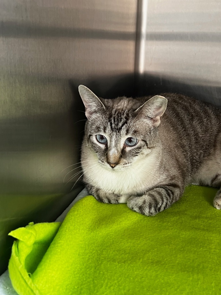 PERSIA, an adoptable Domestic Short Hair in Marianna, FL, 32447 | Photo Image 1