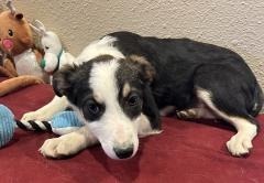 Lloyd, an adoptable Border Collie in Hot Springs, SD, 57747 | Photo Image 1