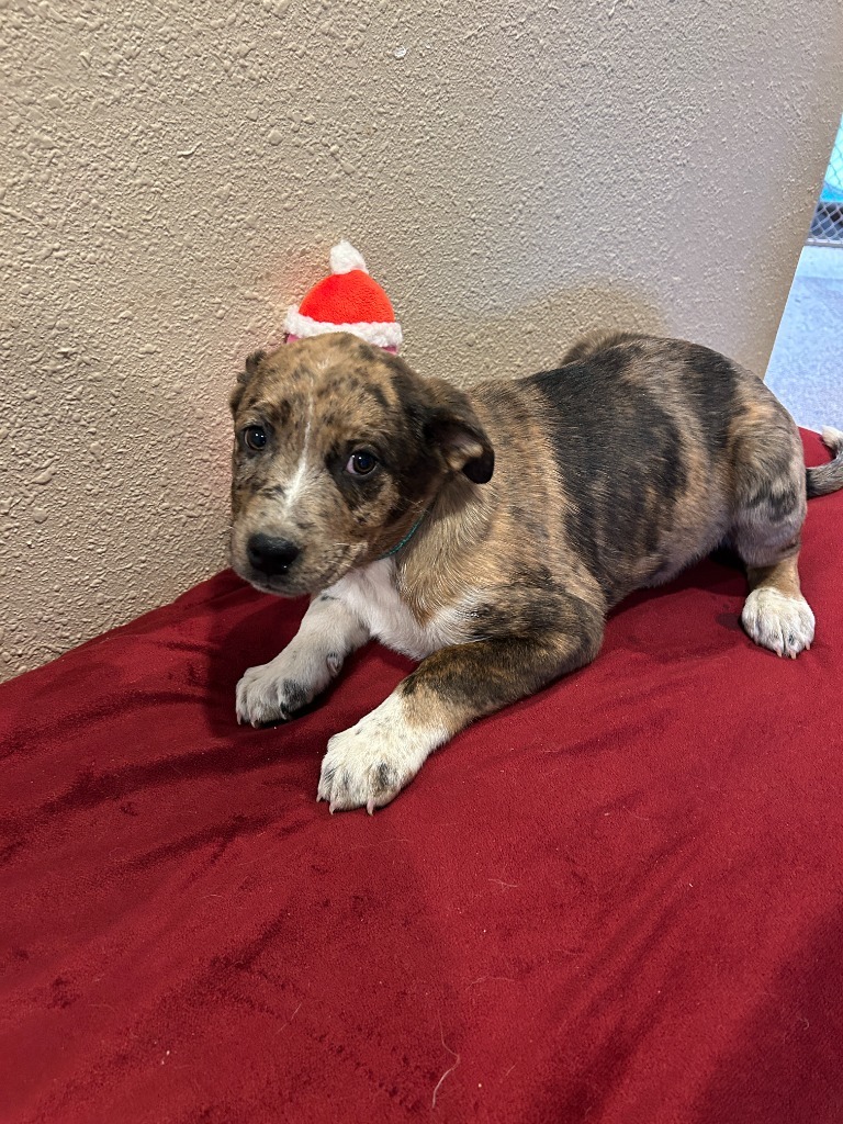 Crimson (#5), an adoptable Australian Cattle Dog / Blue Heeler in Hot Springs, SD, 57747 | Photo Image 1