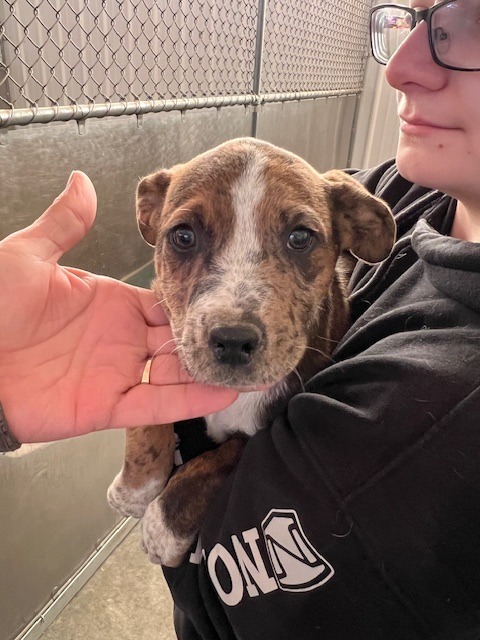 Ozzie (#6), an adoptable Australian Cattle Dog / Blue Heeler in Hot Springs, SD, 57747 | Photo Image 2