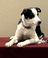 Harry, an adoptable Border Collie in Hot Springs, SD, 57747 | Photo Image 1