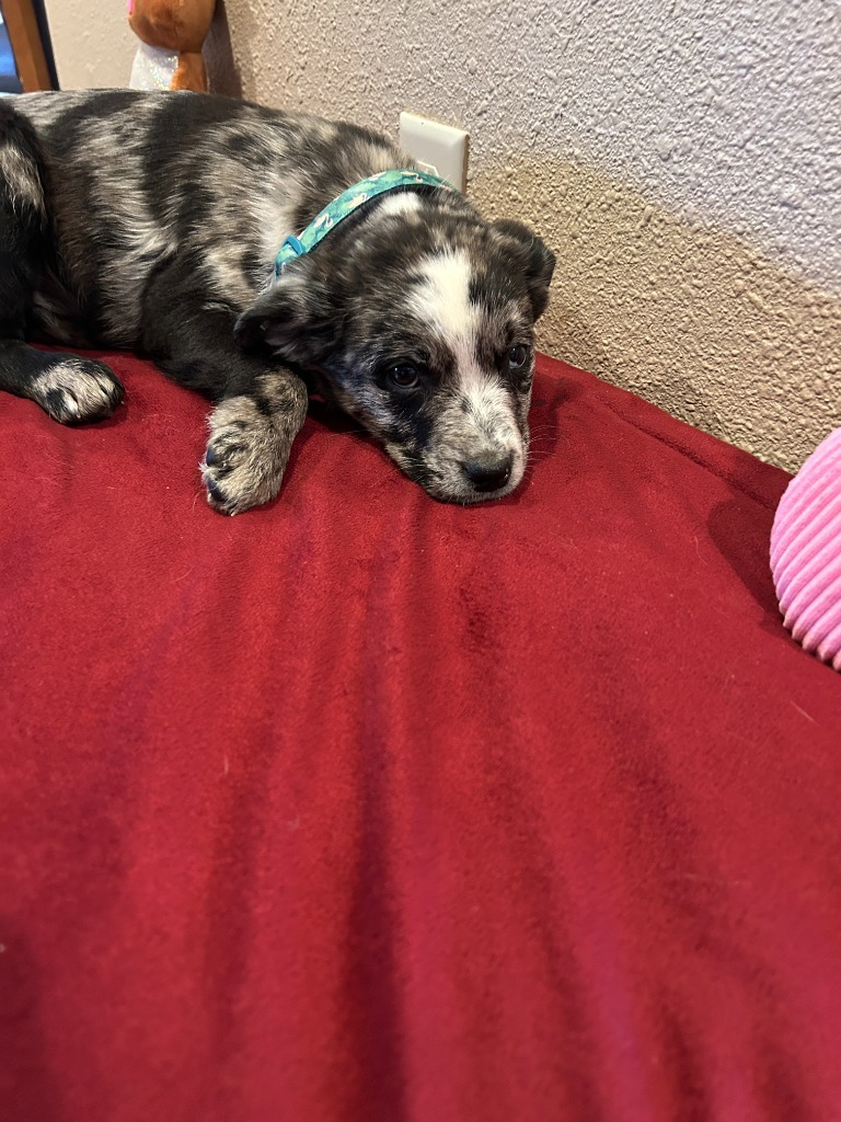 Bode (#4), an adoptable Australian Cattle Dog / Blue Heeler in Hot Springs, SD, 57747 | Photo Image 1