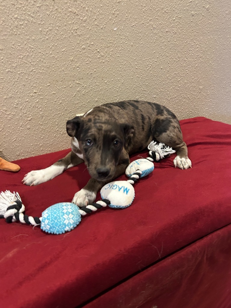 Auburn (#1), an adoptable Mixed Breed in Hot Springs, SD, 57747 | Photo Image 1