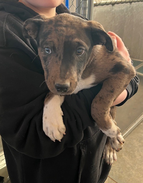 Auburn (#1), an adoptable Mixed Breed in Hot Springs, SD, 57747 | Photo Image 2