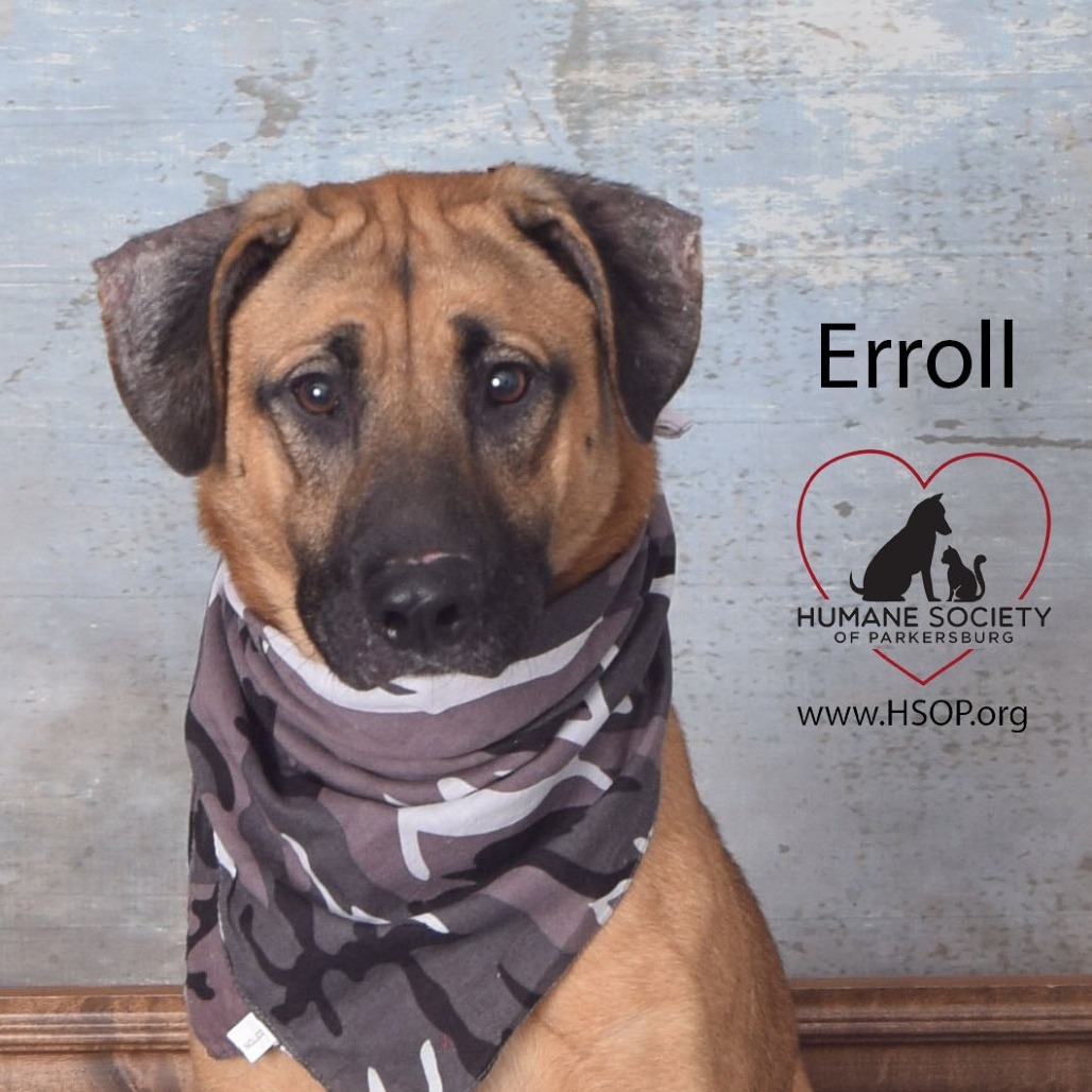 Erroll