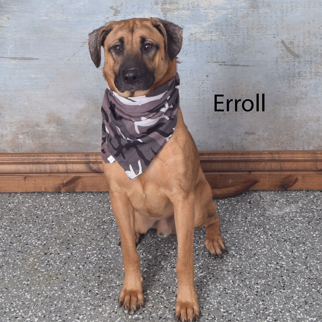Erroll