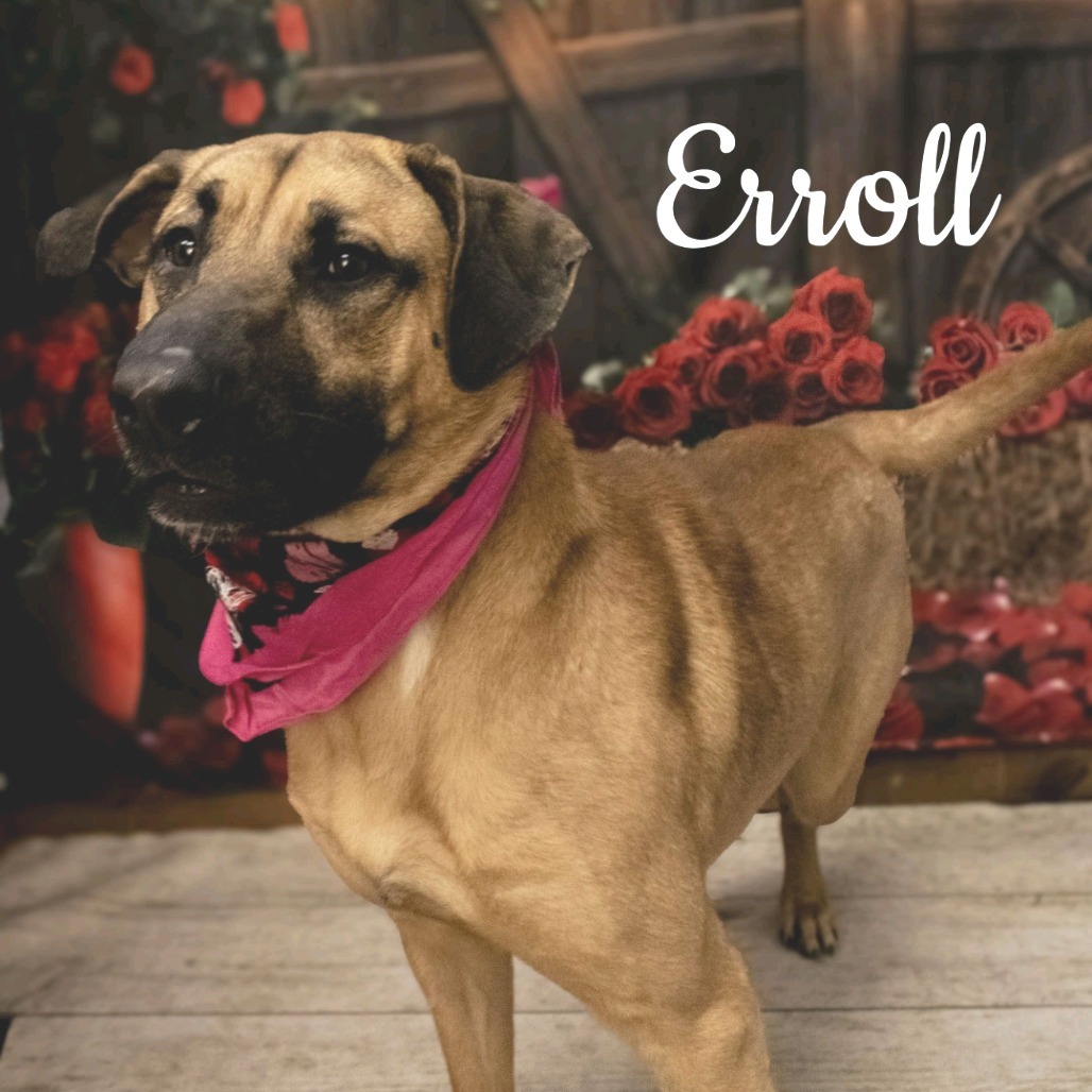 Erroll