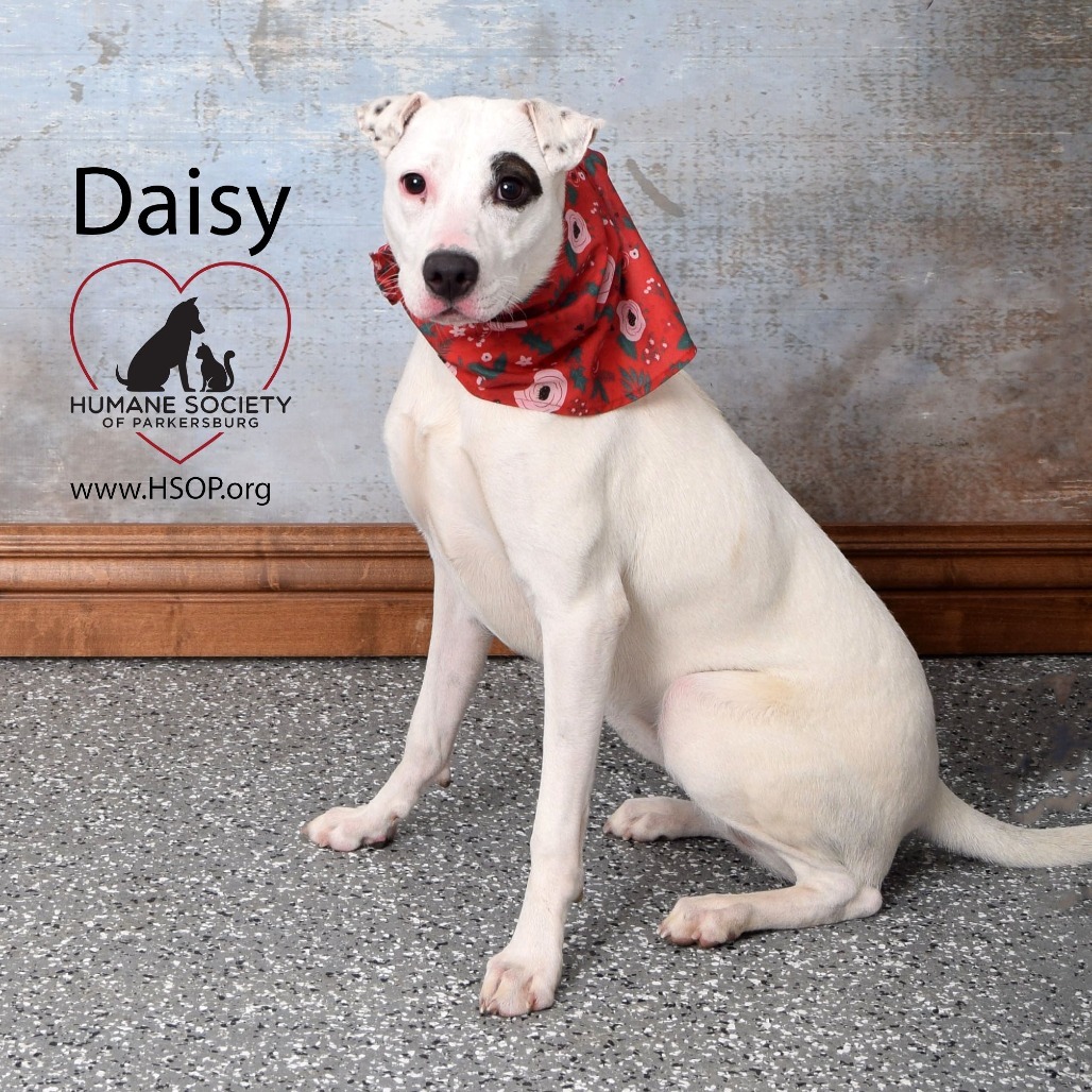 Daisy