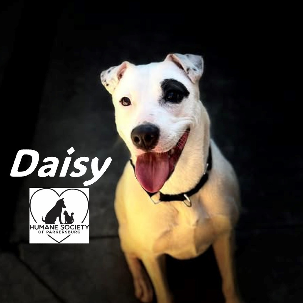 Daisy