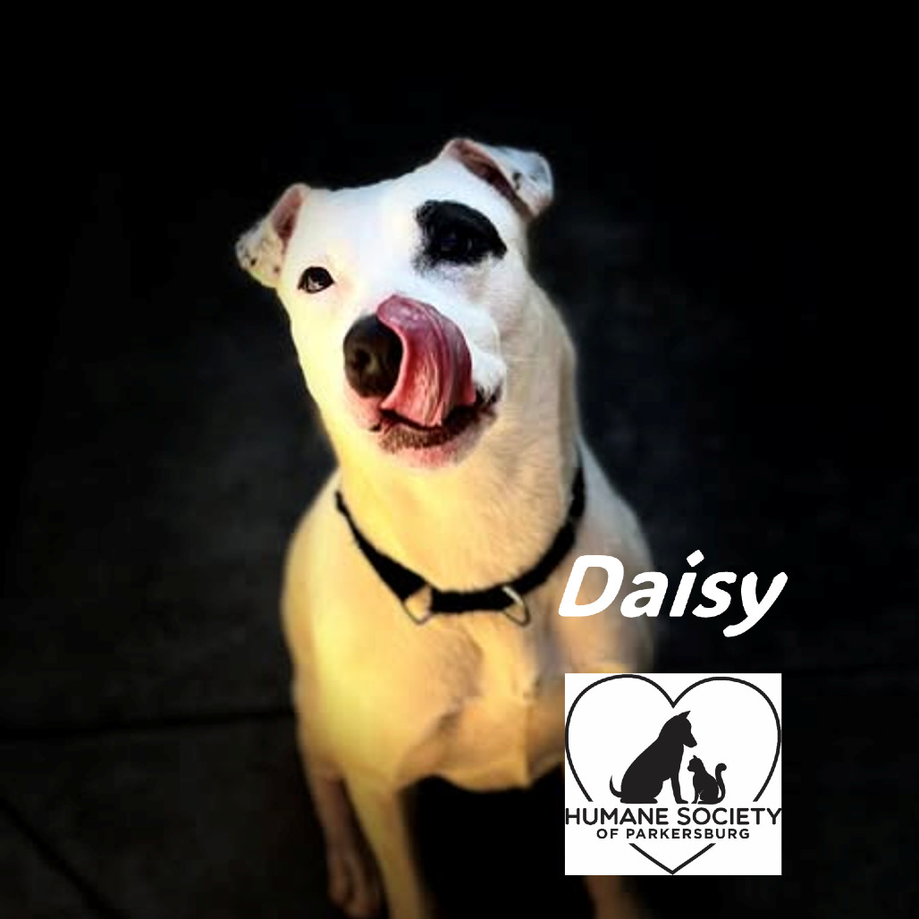Daisy