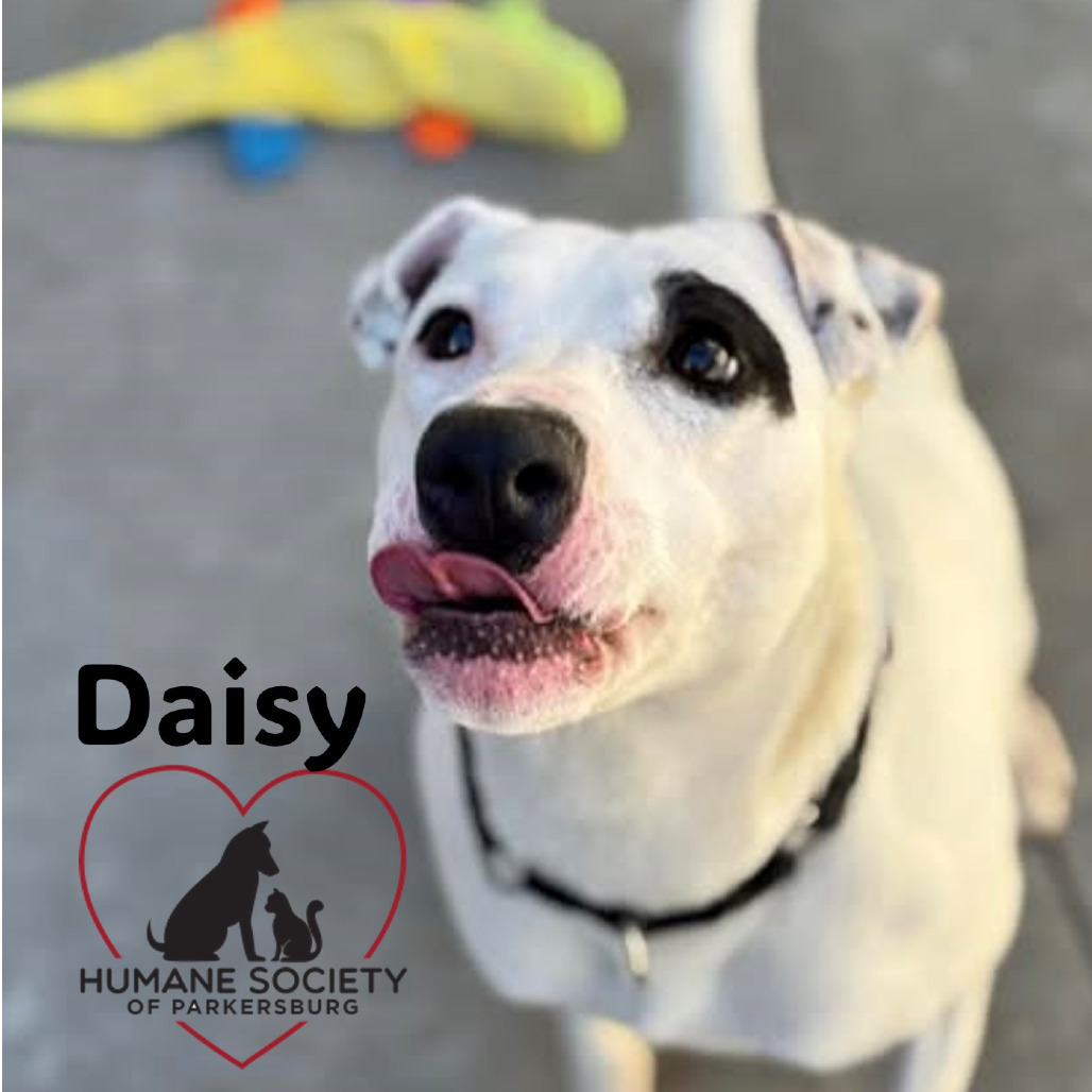 Daisy