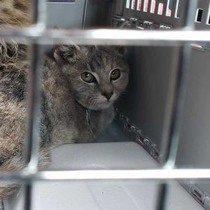 Heidi, Young Female Domestic Short Hair