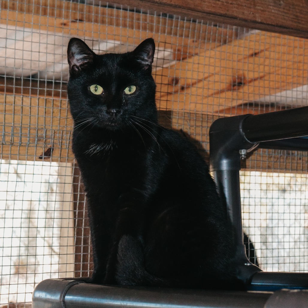 Patty, an adoptable Domestic Short Hair in Enterprise, AL, 36330 | Photo Image 1