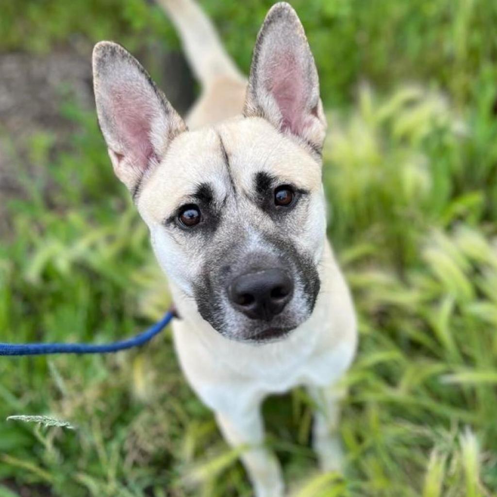 Winky, an adoptable Belgian Shepherd / Malinois in North Battleford, SK, S9A 2M7 | Photo Image 1